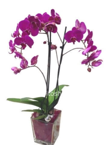 Orchidea Phaleonopsis a due steli con vaso (bianca o rosa)