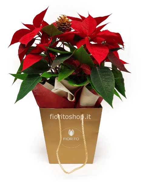 Stella di Natale grande